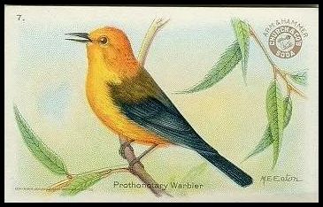 7 Prothonotary Warbler